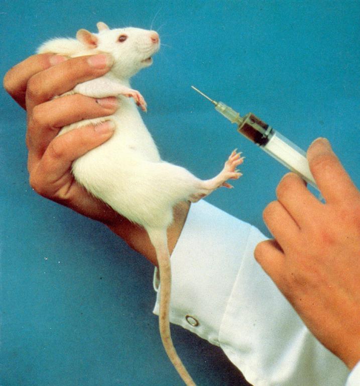 Вакцина мыши. Лабораторная крыса. Опыты на лабораторных животных.